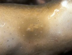 Doridomorpha gardineri