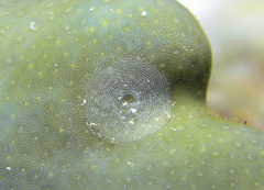 Doridomorpha gardineri