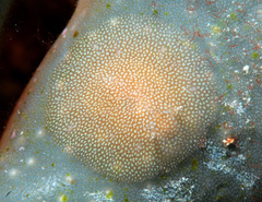 Doridomorpha gardineri