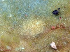 Doridomorpha gardineri