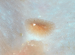 Doridomorpha gardineri