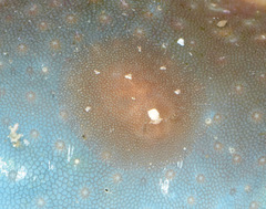 Doridomorpha gardineri