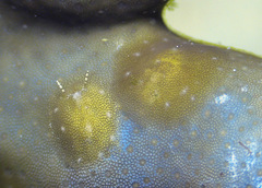 Doridomorpha gardineri