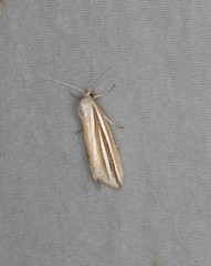 Prionopterina tritosticha