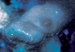 Doridomorpha gardineri