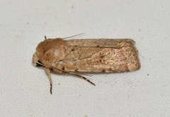 Proteuxoa senta