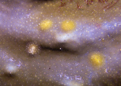 Doridomorpha gardineri