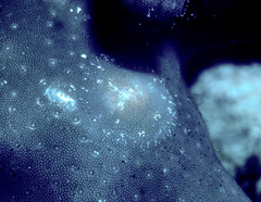Doridomorpha gardineri