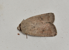 Proteuxoa leptochroa