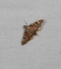 Prophantis