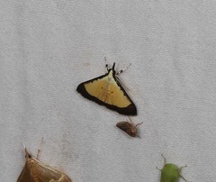 Pseudonoorda metalloma