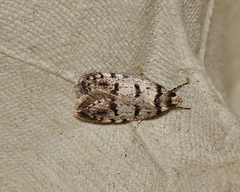 Scatochresis episema