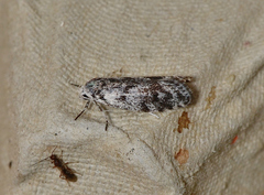 Lichenaula onychotypa