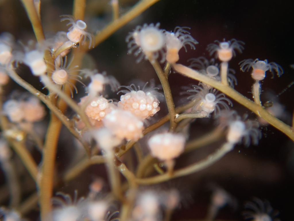 California stickhydroid