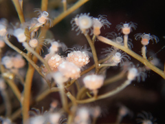 Eudendrium californicum