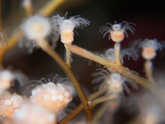 Eudendrium californicum