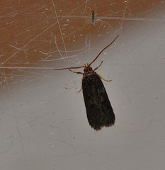 Lecithocera terrigena