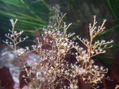 Eudendrium californicum