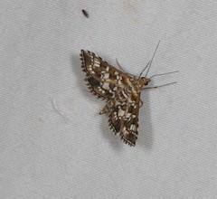 Sameodes iolealis