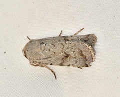 Proteuxoa amaurodes