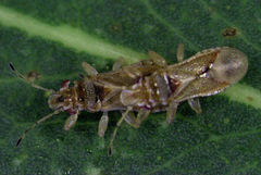 Thaumastocoris peregrinus