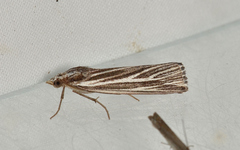 Rhynchopsota delogramma