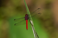 Orthemis schmidti