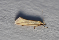 Corynotricha antipodella