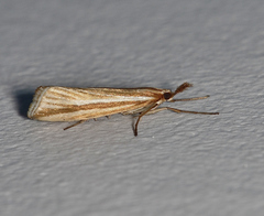 Hednota opulentellus