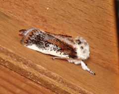 Cryptophasa albacosta