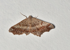 Dissomorphia australiaria