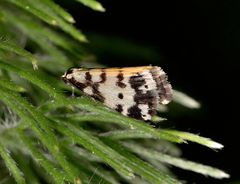 Thallarcha jocularis