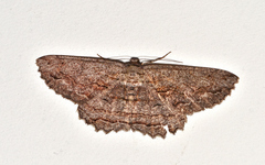 Scioglyptis loxographa