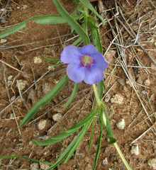 Ruelliopsis setosa