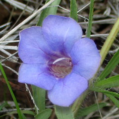 Ruelliopsis setosa