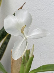 Hedychium
