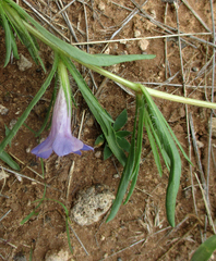 Ruelliopsis setosa