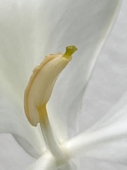 Hedychium