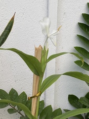 Hedychium