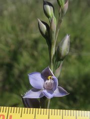 Thelymitra simulata