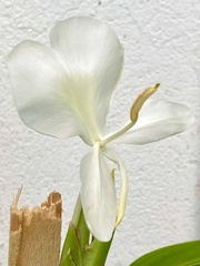 Hedychium