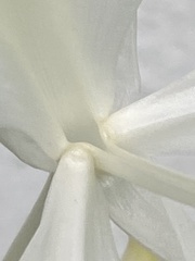 Hedychium