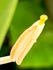 Hedychium