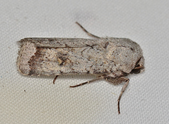 Proteuxoa amaurodes