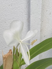 Hedychium