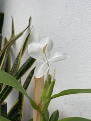 Hedychium
