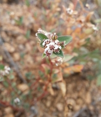 Euphorbia capitellata