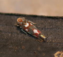 Erythroneura elegans