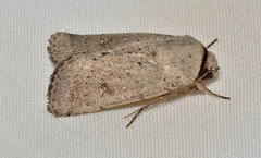Proteuxoa leptochroa