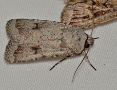 Proteuxoa amaurodes